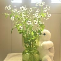 マトリカリア,マトリカリア（夏白菊）,花のある暮らし,もうすぐ満開,暮らしに花をの画像