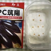 ナス,ナス 筑陽,ガーデニング,種まき,楽しみ〜の画像