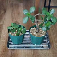 カネノナルキ,金のなる木,観葉植物,クラッスラ,室内組の画像