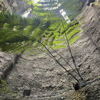 タカワラビ,タカワラビ,タカワラビ,牧野植物園 温室,アコウの根の画像