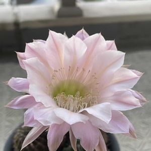 サボテン,サボテンの花,ベランダの画像