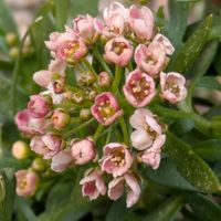 アリッサム,ピンクアリッサム。,小さな花壇,花のある暮らし,植物好きの画像