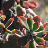 クローバー,ハムシー,薄化粧,あっ火曜日,真っ赤な火曜日の画像