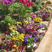 ナデシコ,ローダンセマム　アプリコットジャム,ソラマメ,ハーデンべルキア,寄せ植え.の画像