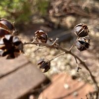 サルスベリ,いつもありがとうございますの画像