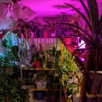 ポインセチア,今日のお花,今日のお花の画像