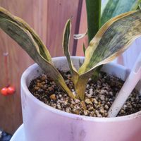 サンスベリア・コンパクタ,観葉植物,インテリアグリーン,珍奇植物,寒いの画像