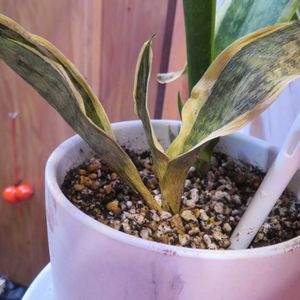 サンスベリア・コンパクタ,観葉植物,インテリアグリーン,珍奇植物,寒いの画像