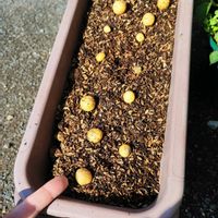 ジャガイモ,家庭菜園の画像