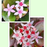 カネノナルキ,ツバキ,ノースポール,バラ,カタバミの画像