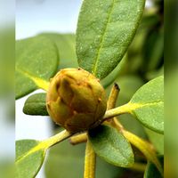 シャクナゲ,東北人花の会,玄関アプローチの画像