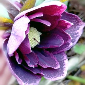 クリスマスローズ,クリスマスローズ ダブル,レンテン・ローズ,実生,紫の花の画像