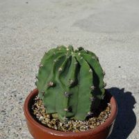 エキノプシス交配種,　エキノプシス属,多肉植物,観葉植物,100均の画像