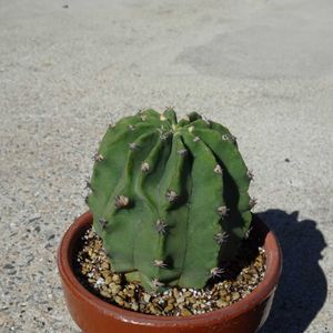 エキノプシス交配種,　エキノプシス属,多肉植物,観葉植物,100均の画像