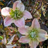 クレマチスの画像