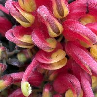 グレビレア,グレビレア ラニゲラ,オオキバナ カタバミ,街路樹,帰化植物の画像