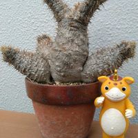 パキポディウム・グラキリス,パキポディウム属の画像