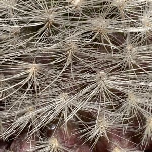 サボテン,Cutie Cactus,多肉植物,開花,サボテンの花の画像