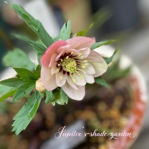 クリスマスローズ,クリスマスローズ ウインターシンフォニー 静,クリスマスローズ　ウインターシンフォニー,ナチュラルガーデン,ジャンクガーデンの画像