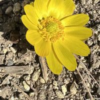 福寿草,花壇の画像