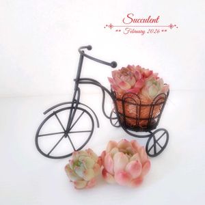 多肉,多肉植物,エケベリア属,カット苗,可愛いの画像