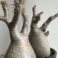 パキポディウム,パキポディウム・グラキリス,塊根植物,パキポディウム属,現地球の画像