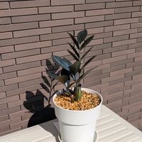 プリムラオブコニカ,ザミオクルカス  レイヴン,PR,三ツ星品質モニター,ザミオクルカスモニターの画像