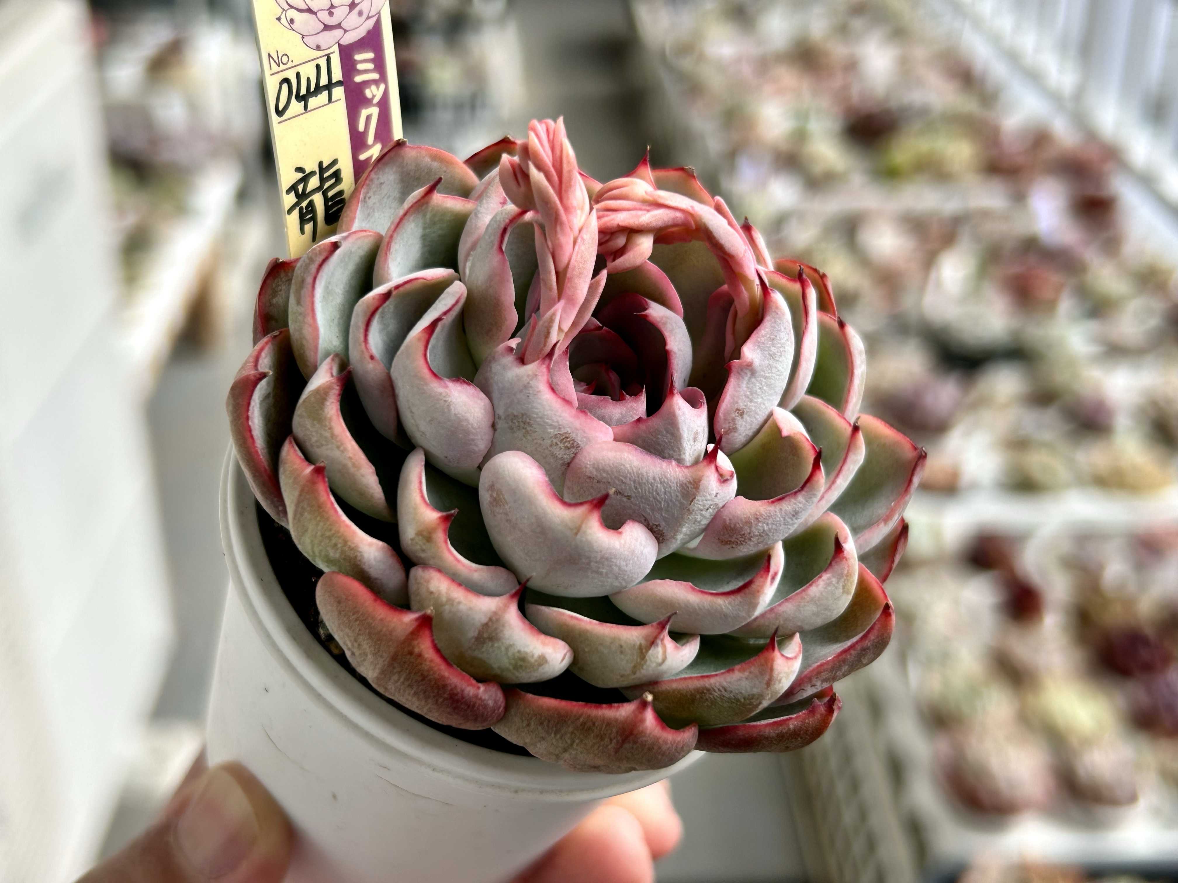 ちょこん　龍鱗蓮華　サンセットグレイ　ベリースフレ　風の花　ミックスベリア　多肉 龍鱗蓮華 朝日に輝く龍鱗蓮華は最高でございます😃 #おらいさん苗 エケベリア・セダム
