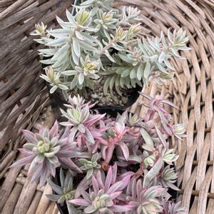 カメレオン錦,カメレオン錦,セダム属,多肉大好き,多肉棚の画像