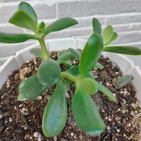 カネノナルキ,カネノナルキ,胡蝶の舞,胡蝶の舞,可愛い〜♡の画像