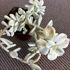 ティテュバンス錦,アプリコット美人錦,ティテュバンズ錦,花のある暮らし,多肉女子の画像