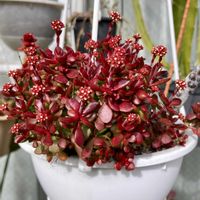 紅稚児(べにちご),多肉植物,クラッスラ,放置,吊り鉢の画像