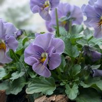 ビオラ,花壇の画像