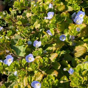 オオイヌノフグリ,雑草,山野草,野草,山草の画像