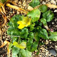 クリスマスローズ,ヒメリュウキンカ,沈丁花,ブロッコリー,グランビオラの画像