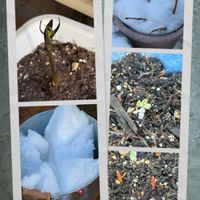 アジサイ,チューリップ,紫陽花,バイモユリ,ﾁｭｰﾘｯﾌﾟ☆の画像