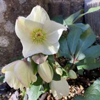 クリスマスローズ,クリスマスローズ 氷の薔薇,クリスマスローズ 氷の薔薇 ホワイト,花壇,花芽の画像