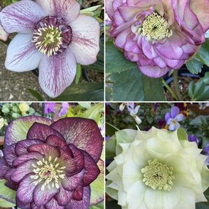 クリスマスローズ,クリスマスロ－ズ,クリスマスローズ　セミダブル,クリスマスローズ　セミダブル,クリスマスローズ ダブルの画像