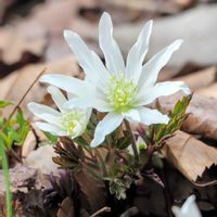 オオアラセイトウ,キクザキイチゲ,サンシュユ,スミレ,2026百花魁の画像