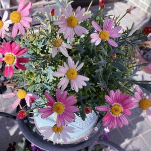 マーガレット,花芽,花のある暮らし,植物のある暮らし,マーガレット・ストロベリーホイップの画像