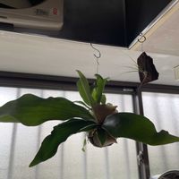 チランジア,メラノクラテル,コーヒーの木,多肉植物,エアプランツの画像