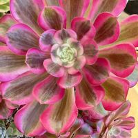 アエオニウム,バラと夢CLUB,soraの庭の画像