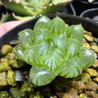 多肉植物,ハオルチア属,ハオルシア属     ,多肉中毒,ガチンコハオルチアクラブの画像