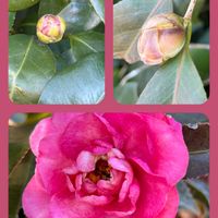 アセビ,サザンカ,ブライダルベール,タンポポ,藪つばきの画像