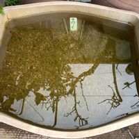 セリ,クワイ,ウォーターポピー,ヒメビシ,植え替えの画像