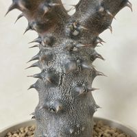 パキポディウム・デンシフローラム,塊根植物,パキポディウム属,トゲトゲの画像