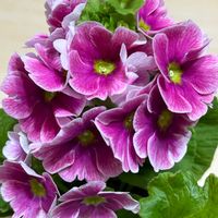 カランコエ,サザンカ,パキラ,カポック,プリムラオブコニカの画像