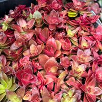 火祭り,金魚草,赫麗(かくれい),植え替え,春が待ち遠しいの画像