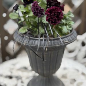 ファルファリア,パンジー　ドラキュラ,パンジー　ドラキュラ,シュヴァリエ ドゥ リュンヌ,シュバリエ　ドゥ　リュンヌの画像