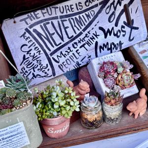 多肉植物,ベランダガーデニング,花のある暮らし,no green no life,タニパトの画像